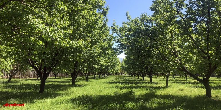 Iğdır'da kayısı rekoltesinin 40 bin tonun üzerine çıkması bekleniyor