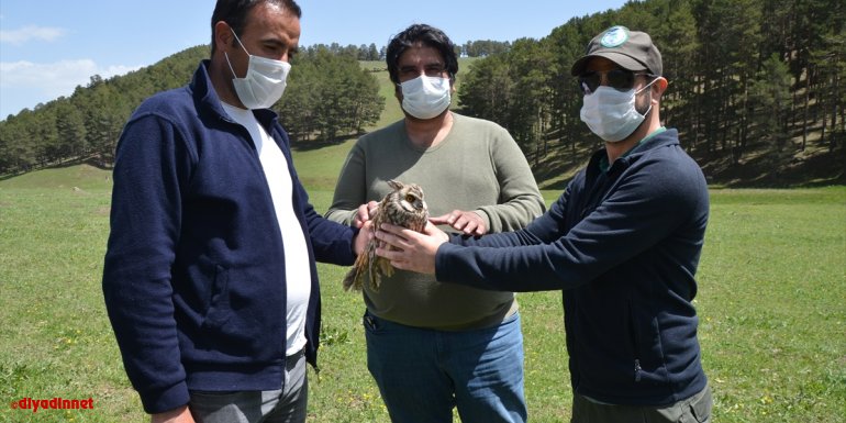 Kars'ta bitkin halde bulunan kulaklı orman baykuşu tedavi altına alındı