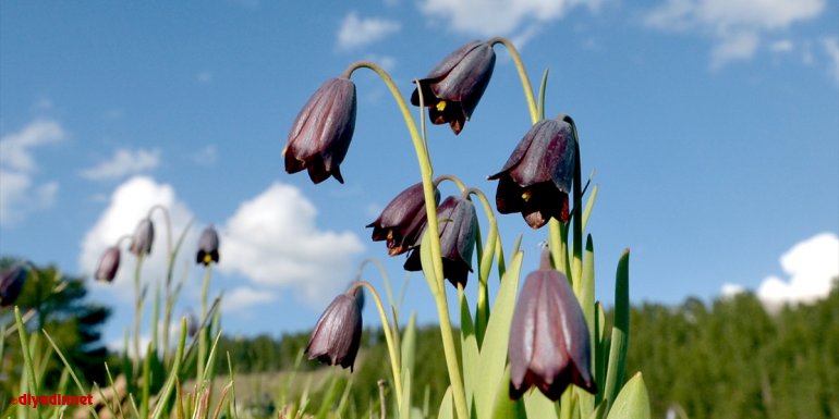 Çiçek açan Kaf laleleri, 2 bin 500 rakımda renk cümbüşü oluşturdu