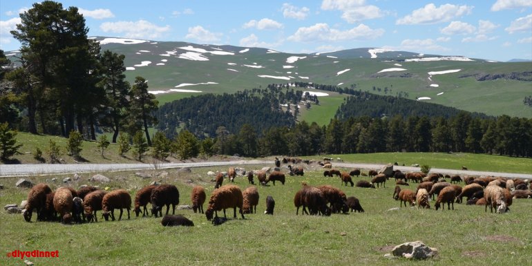 Kars'ta göçerler, koyun sürüleriyle yaylaya çıkmaya başladı