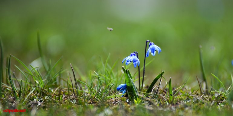 Kars'ta ilkbaharda açan mavi kardelenler doğayı süslüyor