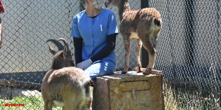 Kafkas Yaban Hayvanı Kurtarma ve Rehabilitasyon Merkezi yaban hayvanlarına şifa dağıtıyor