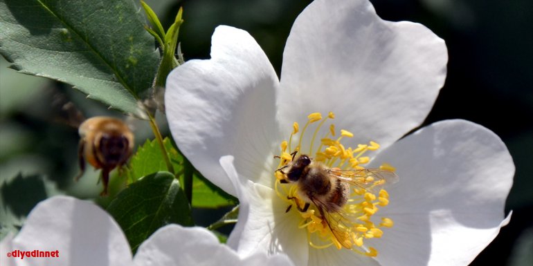 Keklik Vadisi rengarenk açan çiçekleriyle doğa ve fotoğraf tutkunlarını ağırlıyor