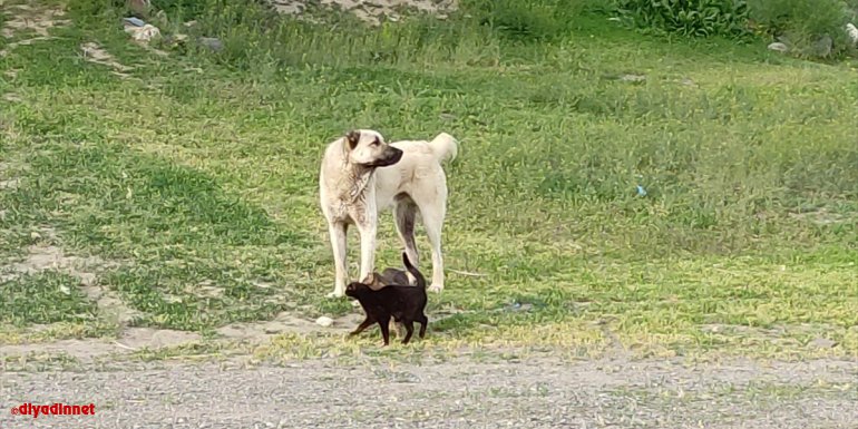 Kars'ta köpek ile iki kedinin dostluğu şaşırtıyor