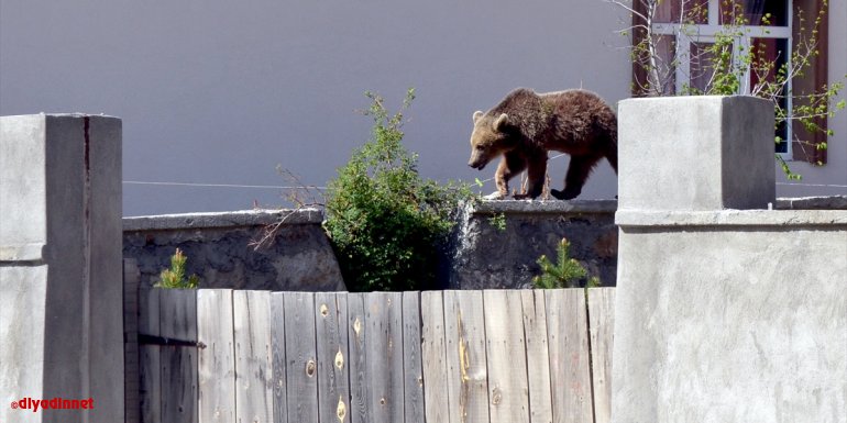 Kars'ta mahalleye inen bozayı, cadde ve sokaklarda yiyecek ararken görüntülendi