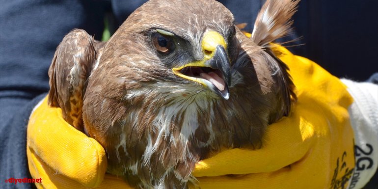 Kars'ta yaralı bulunan kızıl şahin tedaviye alındı
