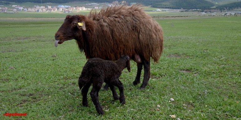 Karslı besici merada doğan kuzuyu evine bisikletle götürdü1