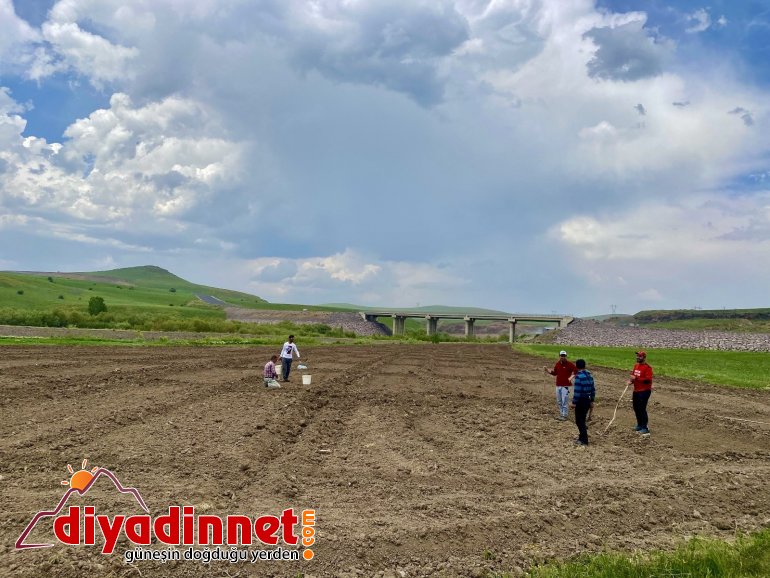 Kavurucu sıcaklara rağmen ekmeği topraktan çıkartıyorlar2