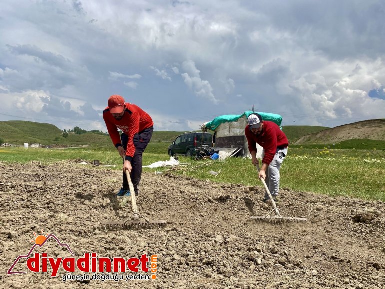 Kavurucu sıcaklara rağmen ekmeği topraktan çıkartıyorlar3