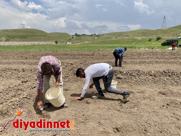 Kavurucu sıcaklara rağmen ekmeği topraktan çıkartıyorlar4