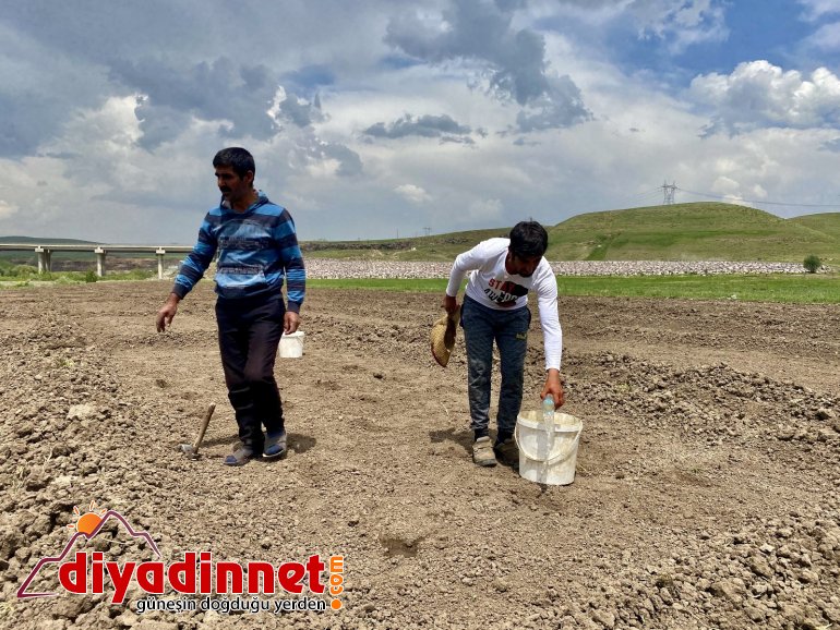 Kavurucu sıcaklara rağmen ekmeği topraktan çıkartıyorlar5