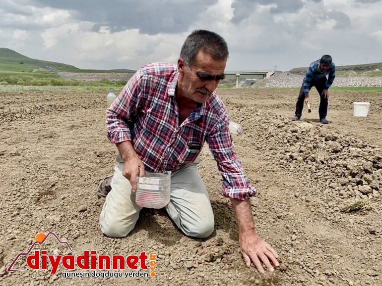 Kavurucu sıcaklara rağmen ekmeği topraktan çıkartıyorlar6