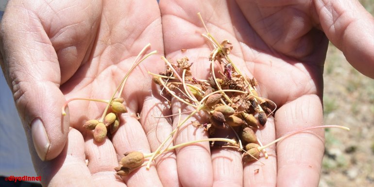 Malatya'nın tescilli "dalbastı" kirazında verim olumsuz hava koşulları nedeniyle düştü