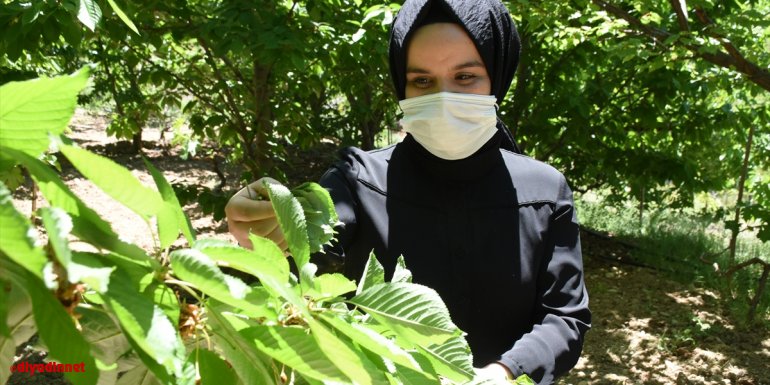 Tescilli "dalbastı" kirazında verim alamayan çiftçinin umudu kiraz yaprağı