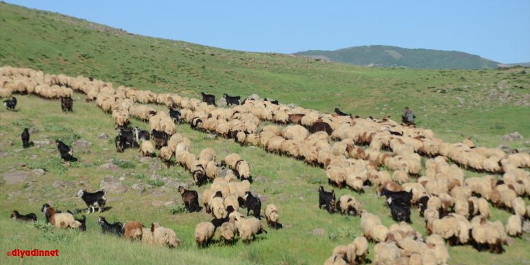 Muş'ta göçerlerin yaylalardaki mesaisi başladı
