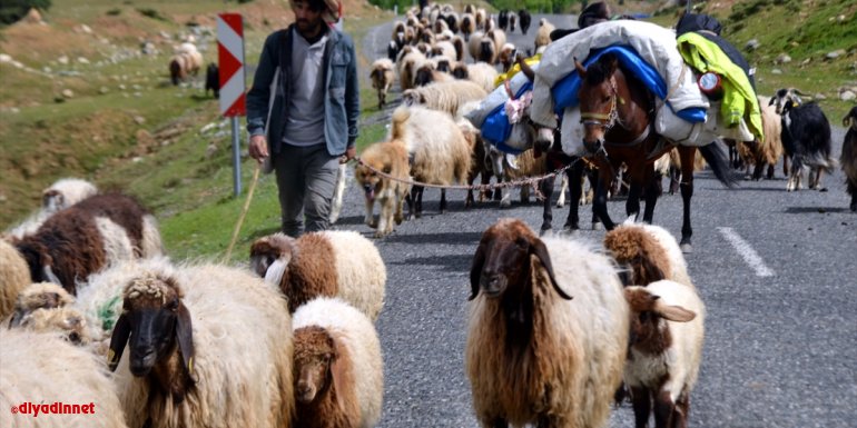 Güneydoğu'dan Muş'a gelen göçerler otlaklardan umduğunu bulamadı