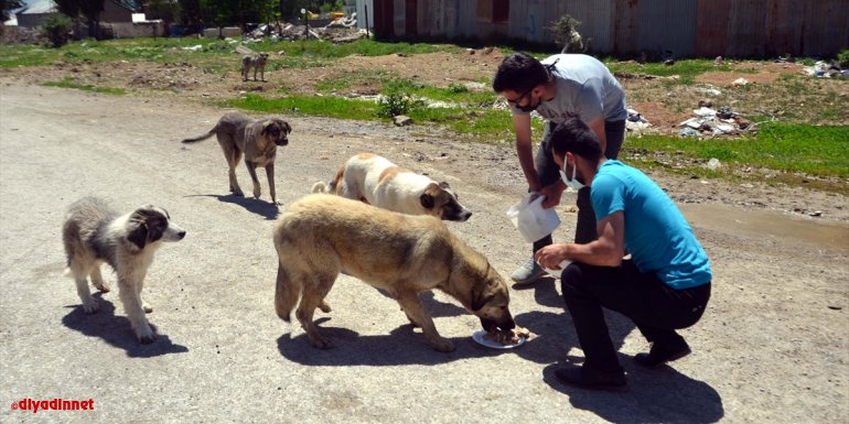 Muş'ta hayvanseverler bayramda da sokak hayvanlarını unutmadı