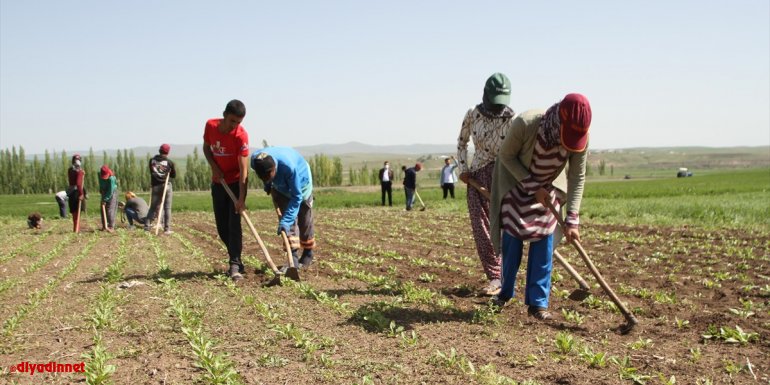 Kısıtlamadan muaf tutulan çiftçilerin tarlada mesai yaptı