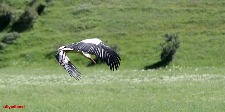 Muş Ovası, baharın gelmesiyle göç eden leylekleri ağırlamaya başladı