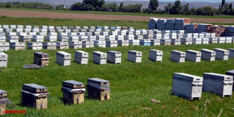 Muş'ta bu yıl 700 ton bal rekoltesi bekleniyor