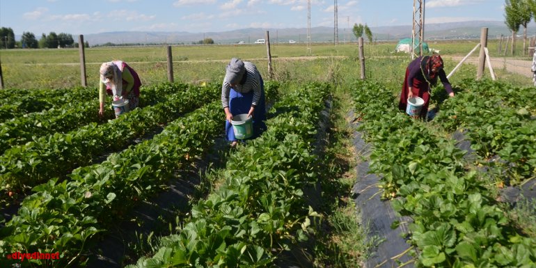 Muş'ta devlet desteği ile kurulan bahçelerde çilek hasadına başlandı