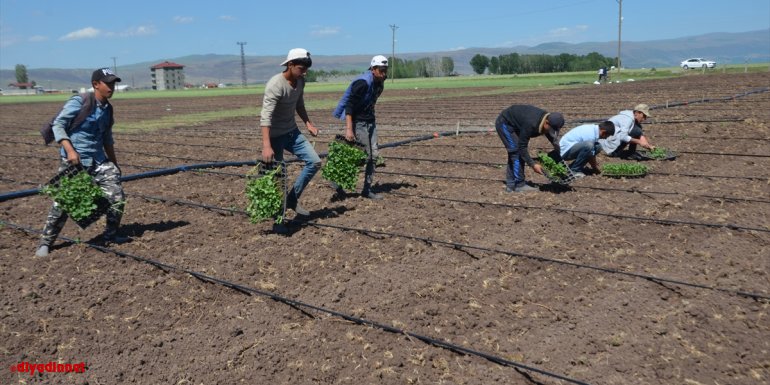 Muş'ta karpuz fidelerinin ekimine başlandı