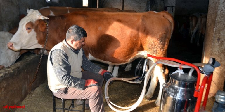 Muş'ta süt toplama merkezlerinde süt alımına başlandı