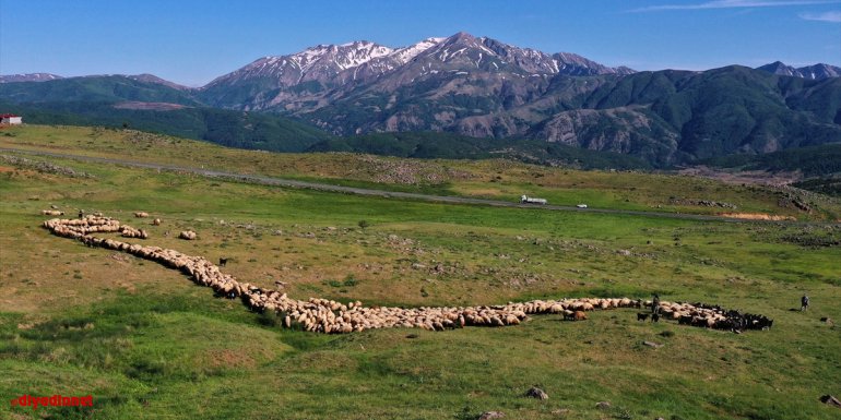 Muş ve Hakkari'nin huzurlu yaylaları göçerlerin vazgeçilmezi oldu