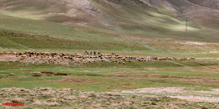 MUŞ - Yasaklı yayla ve meraların kullanıma açılması besicileri sevindirdi1