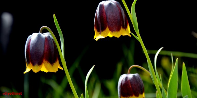 'Şehitler diyarı' Sarıkamış rengrenk çiçeklerle bezendi
