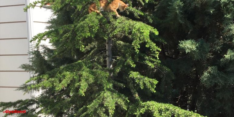 Tunceli'de ağaçta mahsur kalan kediyi itfaiye kurtardı