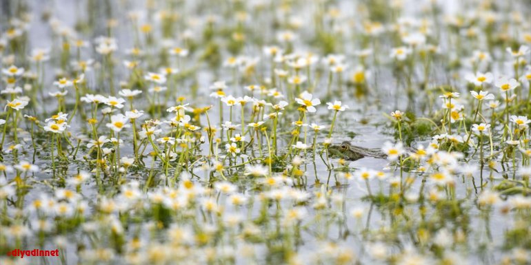 Doğası ve yaban hayatıyla dikkati çeken Tunceli'deki "Sülüklü Göl" bahar renklerine büründü