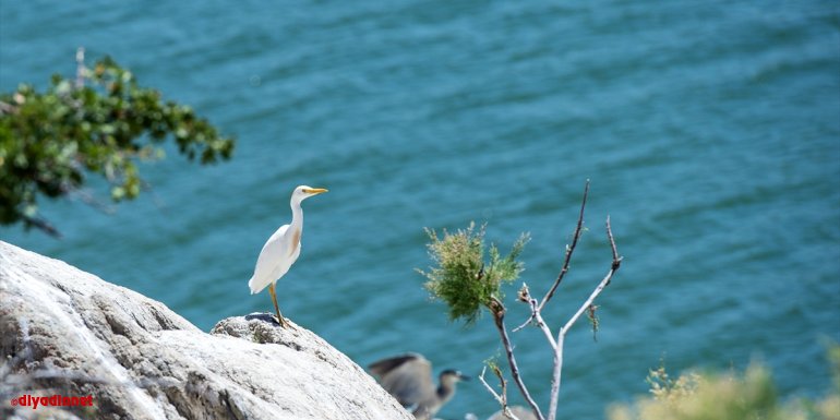 Keban Baraj Gölü'ndeki adalar yumurtadan çıkan yavru göçmen kuşlarla şenlendi