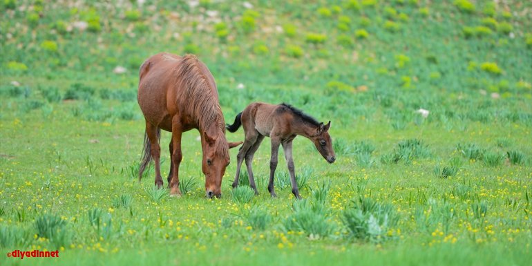 Mercan ve Munzur dağlarındaki atlar doğa tutkunlarının ilgisini çekiyor