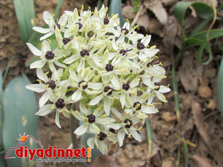 Tunceli'de "Azizabdal soğanı" adı verilen yeni bitki türü keşfedildi