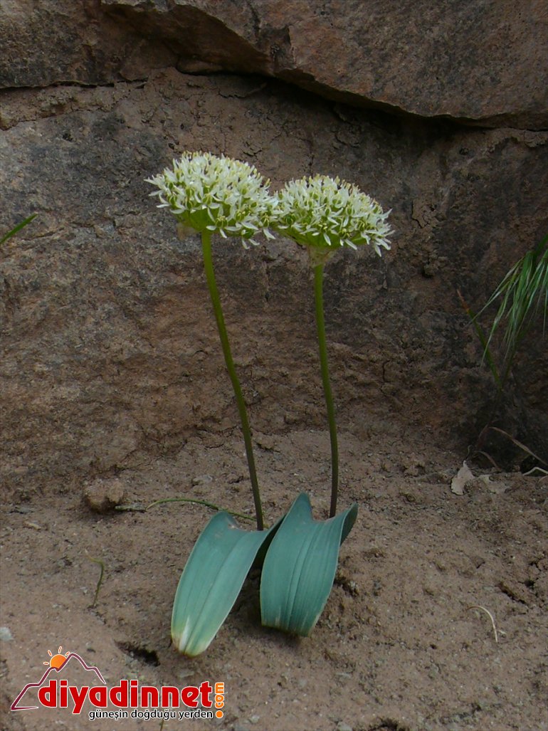 verilen bitki türü yeni keşfedildi Tunceli