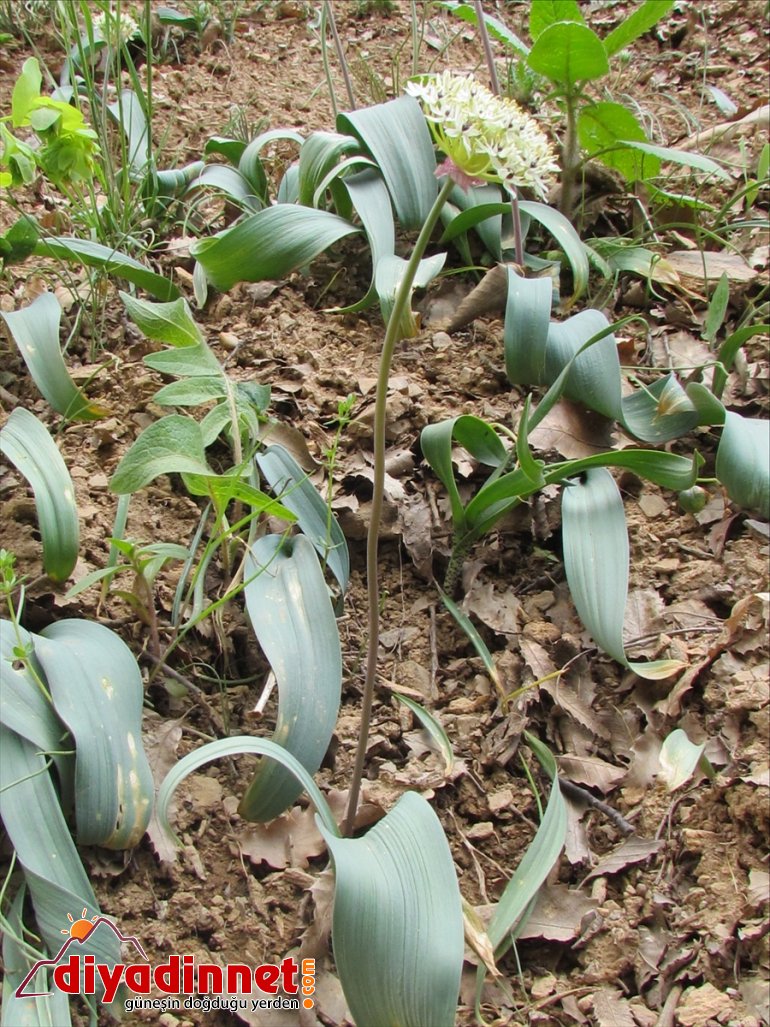 keşfedildi verilen Tunceli