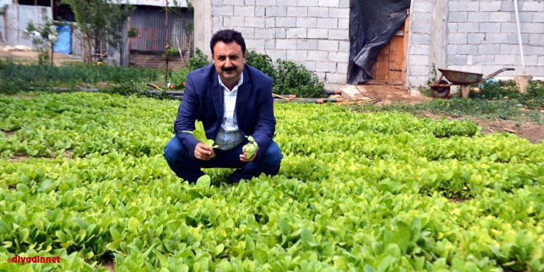 Türkiye'de bu yıl 150 bin ton tütün üretimi bekleniyor