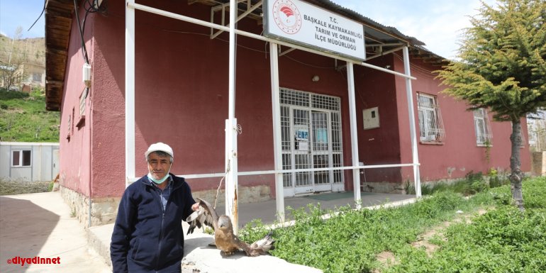 Başkale'de yaralı halde bulunan şahin tedaviye alındı