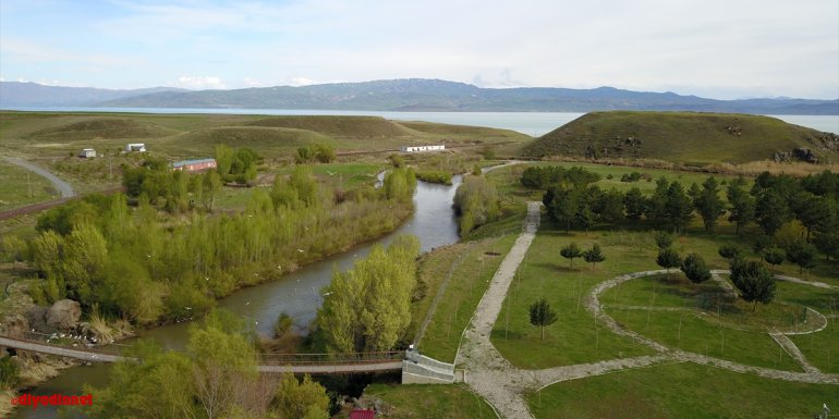 Van'da inci kefalinin tatlı sulara yolculuğu devam ediyor