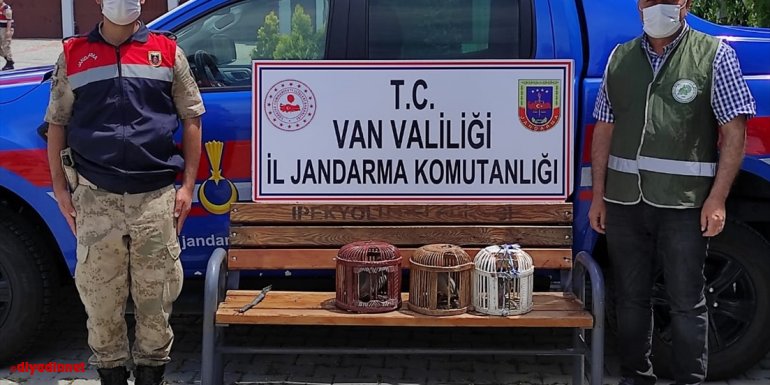 Van'da jandarma ekiplerince bulunan 3 keklik koruma altına alındı
