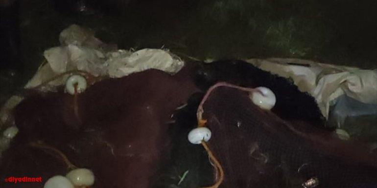 Van'da kaçak inci kefali avlayanlara 3 bin 708 lira ceza kesildi