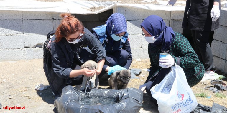 Erciş'te belediye ekipleri sokak hayvanlarını unutmuyor