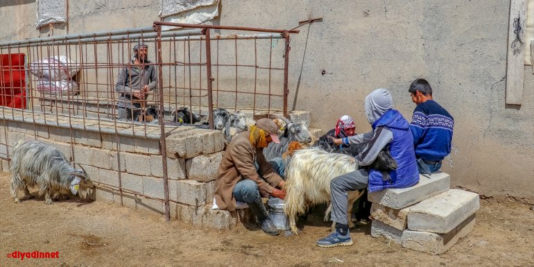 Van'da iş yerini kapatarak keçi çiftliği kuran girişimci süt talebine yetişmeye çalışıyor