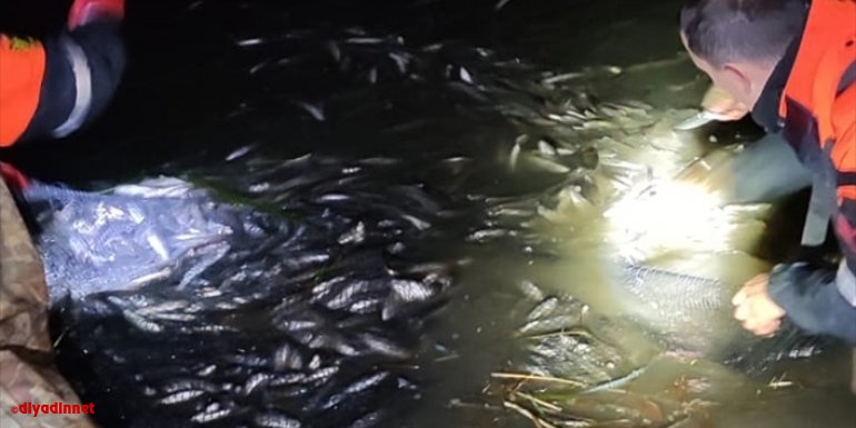 Van'da kaçak avlanılan 15 ton 200 kilo inci kefali suya bırakıldı