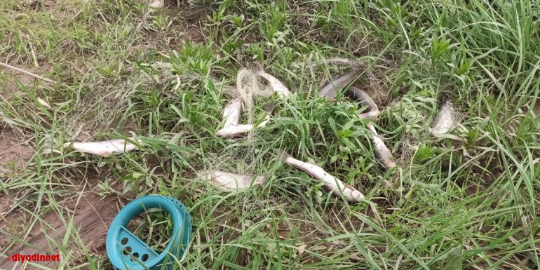 Van'da kaçak avlanılan inci kefalleri suya geri bırakıldı