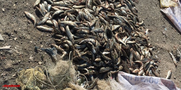 Van'da kaçak inci kefali avlayanlara 26 bin lira ceza verildi