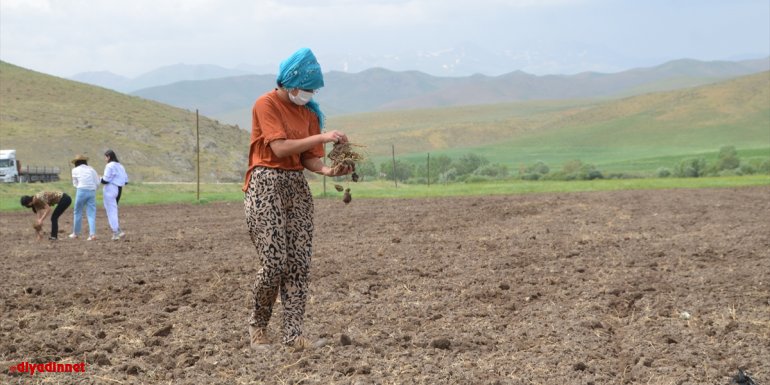 Yüksekova'da kadınlar tarımsal üretimde söz sahibi oluyor