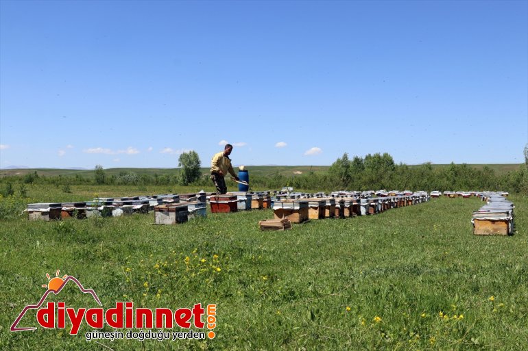 Ağrı bitki yaylalarında örtüsüne arıcıların bal mesaisi başladı sahip Zengin 2