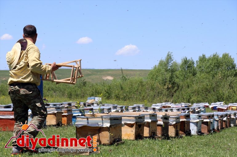 arıcıların Ağrı başladı yaylalarında bitki bal Zengin mesaisi örtüsüne sahip 11